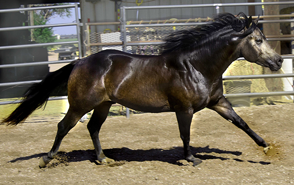Black Hawke 2011 Blue Roan Stallion ~ Homozygous Roan ~ Standing at Stud